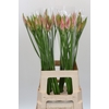 Nerine Vesta K