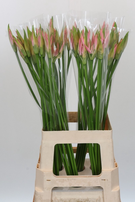 <h4>Nerine Vesta K</h4>