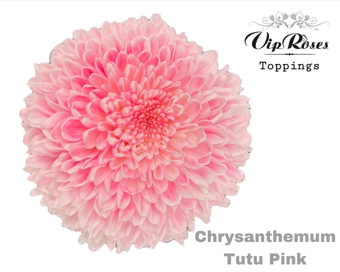 CHR G TUTU PINK