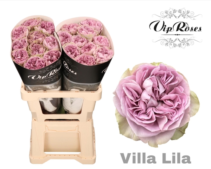 <h4>R GR VILLA LILA</h4>
