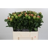 Paeonia Coral Sunset