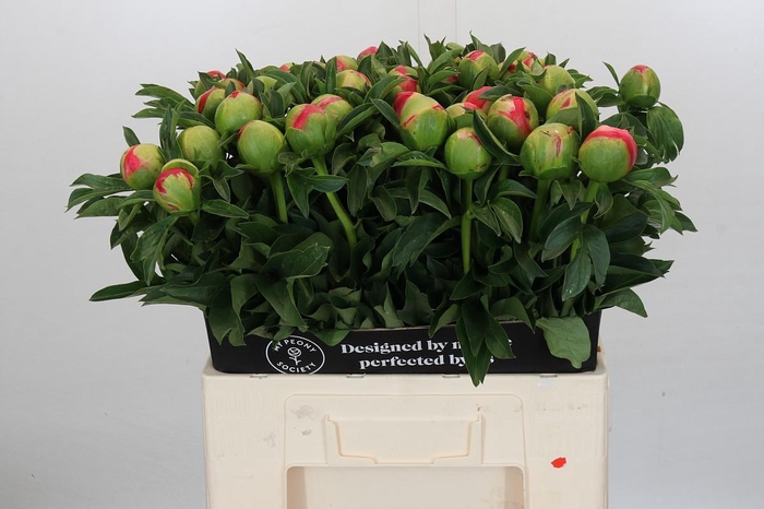 <h4>Paeonia Coral Sunset</h4>