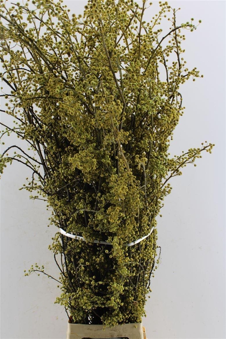 Litsea Citrodera Japan