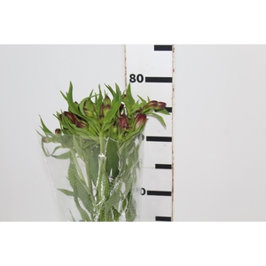 ALSTROEMERIA MARIAN 080 CM VERMELHO