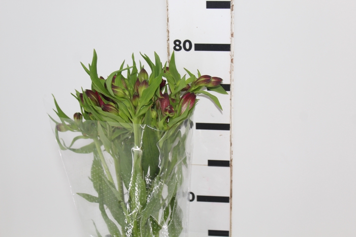 <h4>ALSTROEMERIA MARIAN 080 CM VERMELHO</h4>