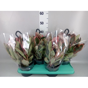 Peperomia clusiifolia 'Jellie'