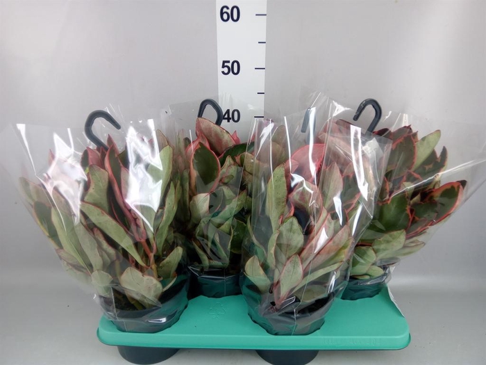 <h4>Peperomia clusiifolia 'Jellie'</h4>