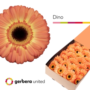 Gerbera Dino Doos