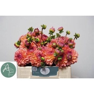 Dahlia Sebastian Aert