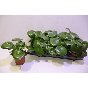 Pep Polybot Raindrop