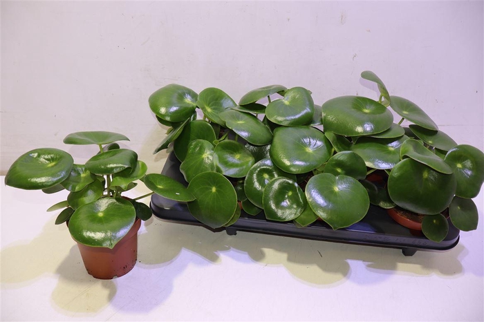 <h4>Pep Polybot Raindrop</h4>