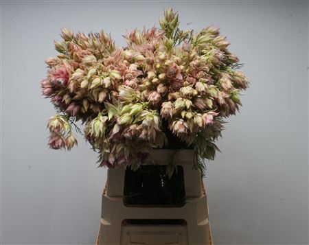 <h4>Blushing Bride Pink 10+</h4>