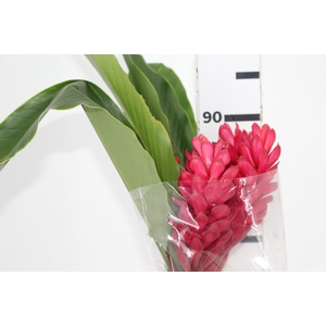 ALPINIA PURPURATA VERMELHA