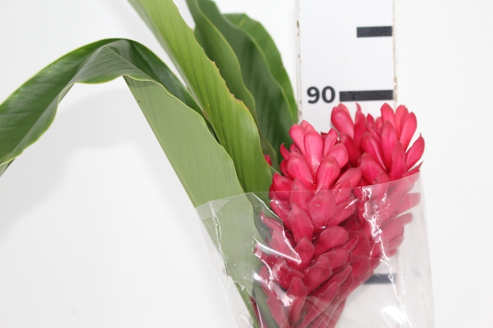 <h4>ALPINIA PURPURATA VERMELHA</h4>