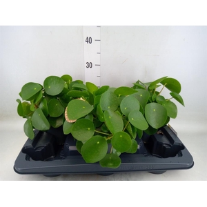 Pilea peperomioides
