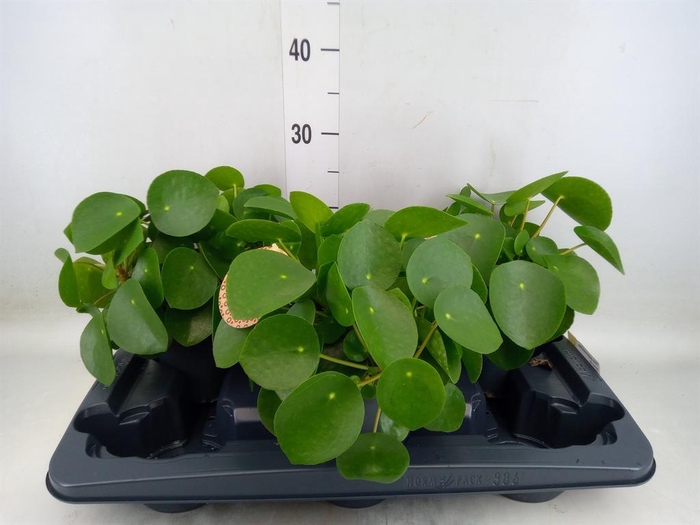 <h4>Pilea peperomioides</h4>
