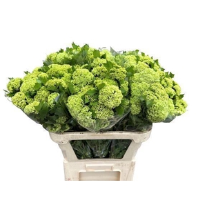 VIBURNUM ROSEUM 4+ PER STEM