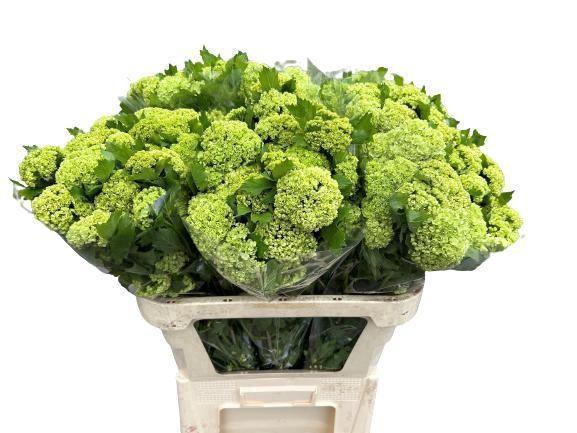 <h4>VIBURNUM ROSEUM 4+ PER STEM</h4>