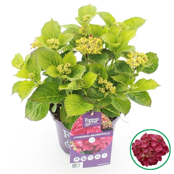 Hydrangea macr. Forever & Ever® Red