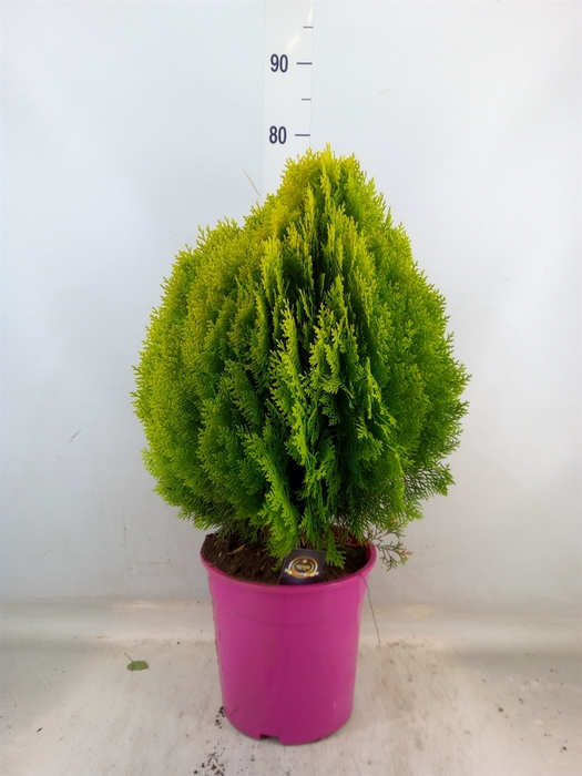 <h4>Platycladus orient. 'Aurea Nana'</h4>