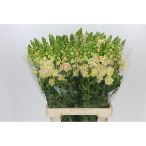Antirrhinum majus Holly Double Champagne