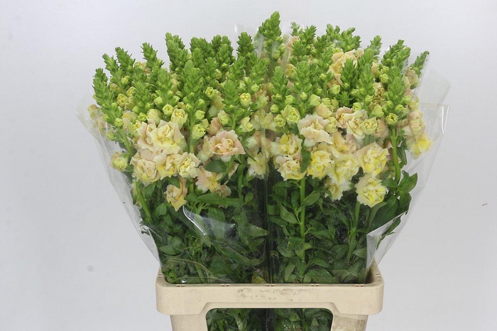 <h4>Antirrhinum majus Holly Double Champagne</h4>