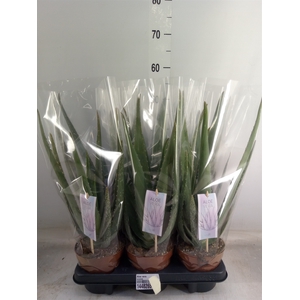 Aloe vera