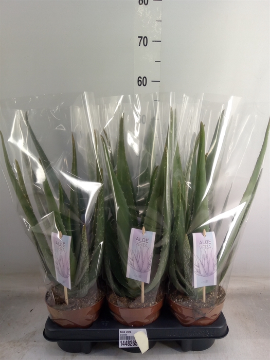 <h4>Aloe vera</h4>