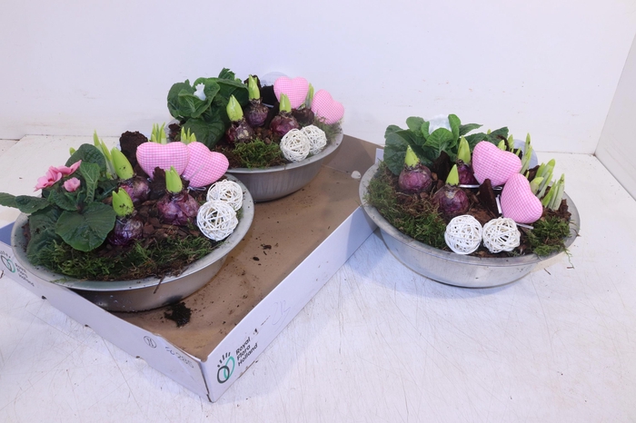 <h4>ARR TUINPLANTEN</h4>