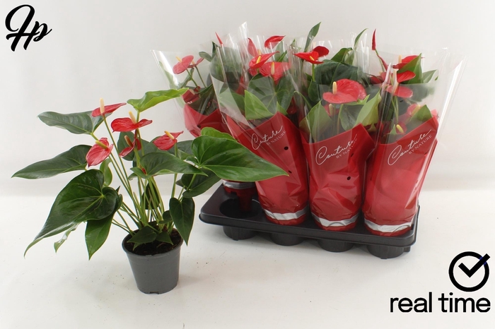 <h4>ANTHU FL HEARTBEAT</h4>