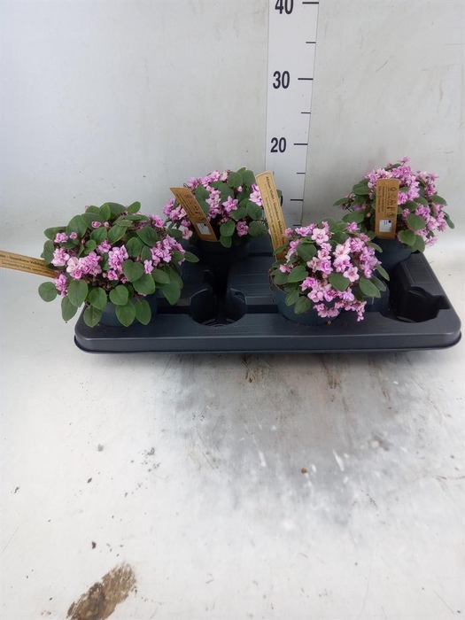 <h4>Saintpaulia   ...</h4>