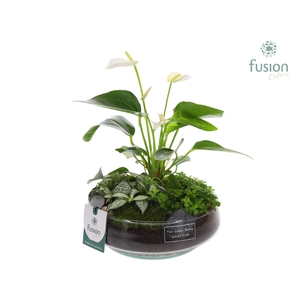 Green Bottle Iris Medium met Anthurium Arrangement