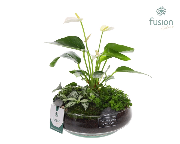 <h4>Green Bottle Iris Medium met Anthurium Arrangement</h4>