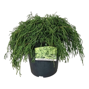 Chamaecyparis p. 'Filifera Nana'