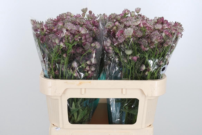 <h4>Astrantia Star Of Africa</h4>