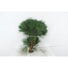 PINUS STROBUS PER STEM 40CM