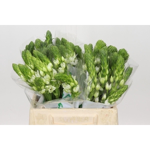 Ornithogalum thyrs. 'Milky Way'