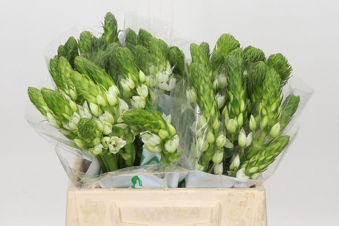 <h4>Ornithogalum thyrs. 'Milky Way'</h4>
