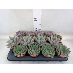 Echeveria   ...mix