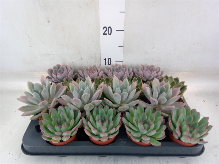 <h4>Echeveria   ...mix</h4>