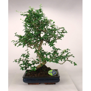 Carmona macrophylla, 35cm., shape, without drip tray