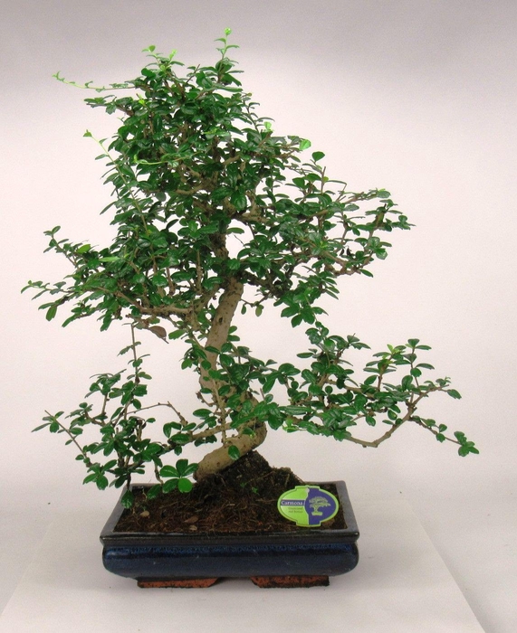 <h4>Carmona macrophylla, 35cm., shape, without drip tray</h4>