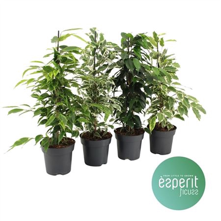 <h4>Ficus Gemengd</h4>