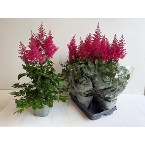 ASTILB A HEAVY METAL