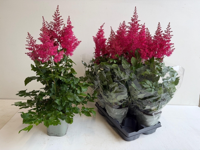 <h4>ASTILB A HEAVY METAL</h4>