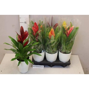 ARR BROMELIA