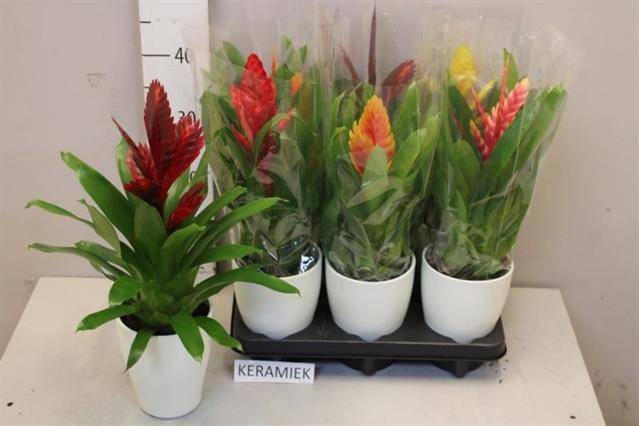 <h4>ARR BROMELIA</h4>