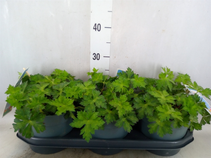 <h4>Geranium  'Bloom Me Away'</h4>