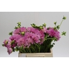 Dahlia (Decorative Grp) 'Pink Pop'