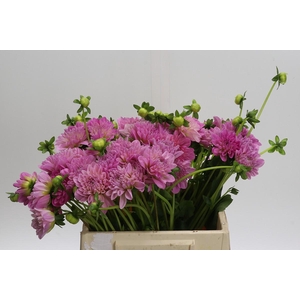 Dahlia (Decorative Grp) 'Pink Pop'